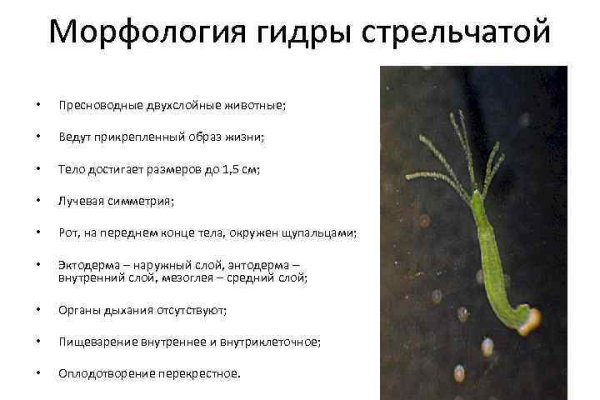 Что вместо гидры