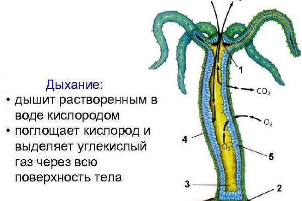 Kraken clear ссылка