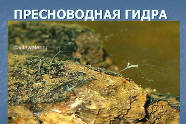 Через какой браузер можно зайти на кракен