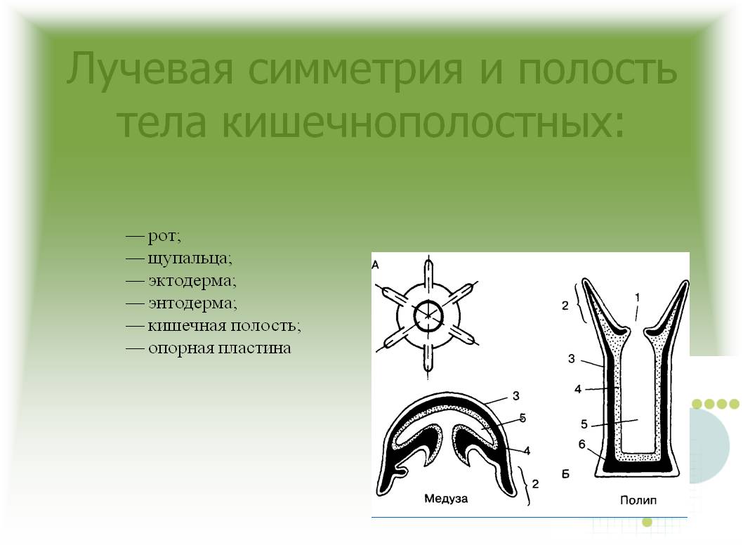 Кракен наркологический